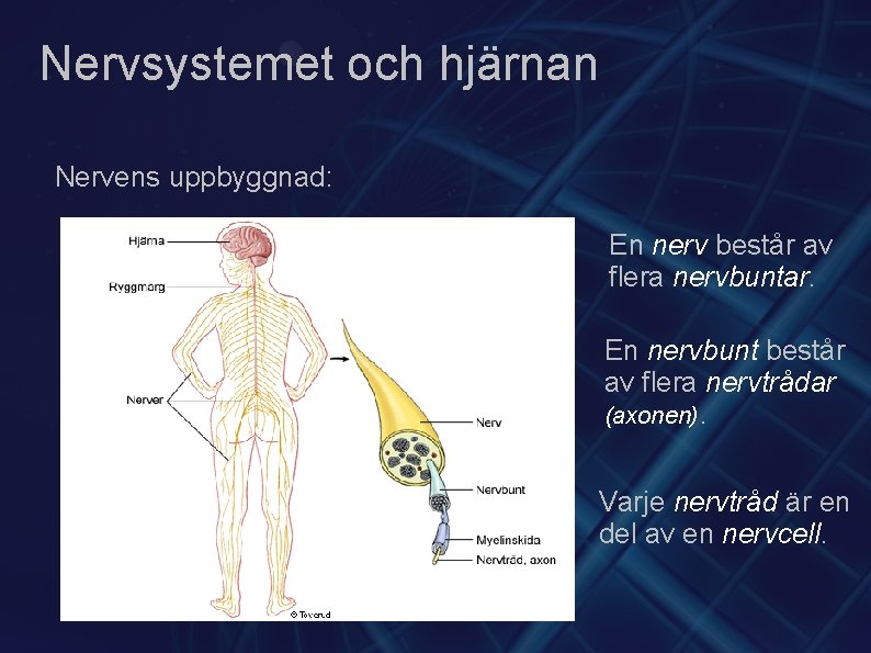 Nervsystemet och hjärnan Nervens uppbyggnad: En nerv består av flera nervbuntar. En nervbunt består
