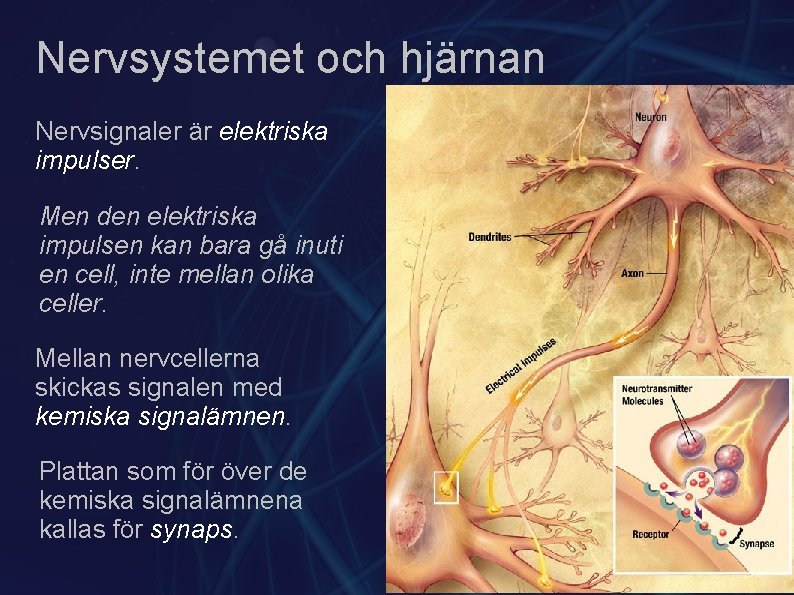 Nervsystemet och hjärnan Nervsignaler är elektriska impulser. Men den elektriska impulsen kan bara gå
