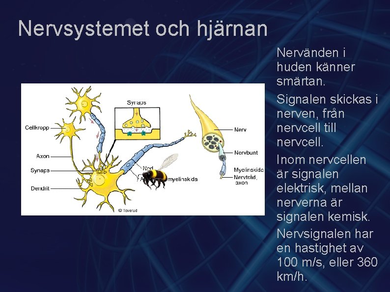 Nervsystemet och hjärnan Nervänden i huden känner smärtan. Signalen skickas i nerven, från nervcell