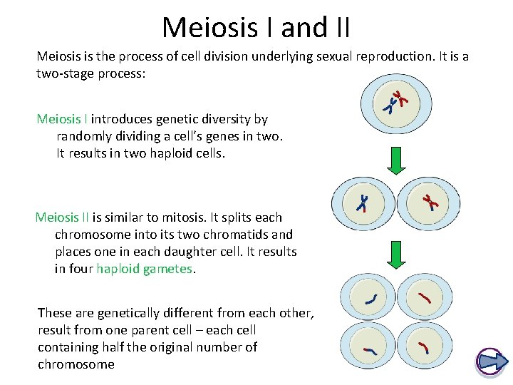 Meiosis I and II Meiosis is the process of cell division underlying sexual reproduction.