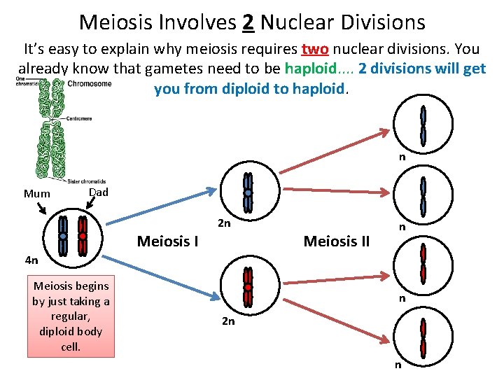 Meiosis Involves 2 Nuclear Divisions It’s easy to explain why meiosis requires two nuclear