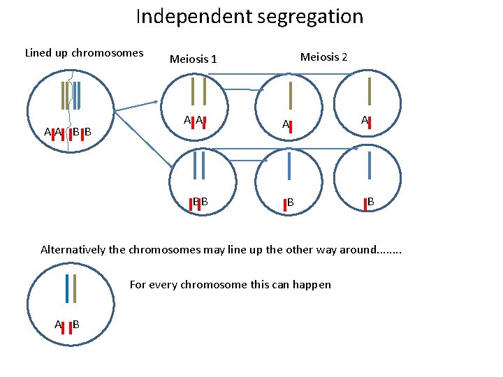 Independent segregation Lined up chromosomes AA B B Meiosis 2 Meiosis 1 AA BB