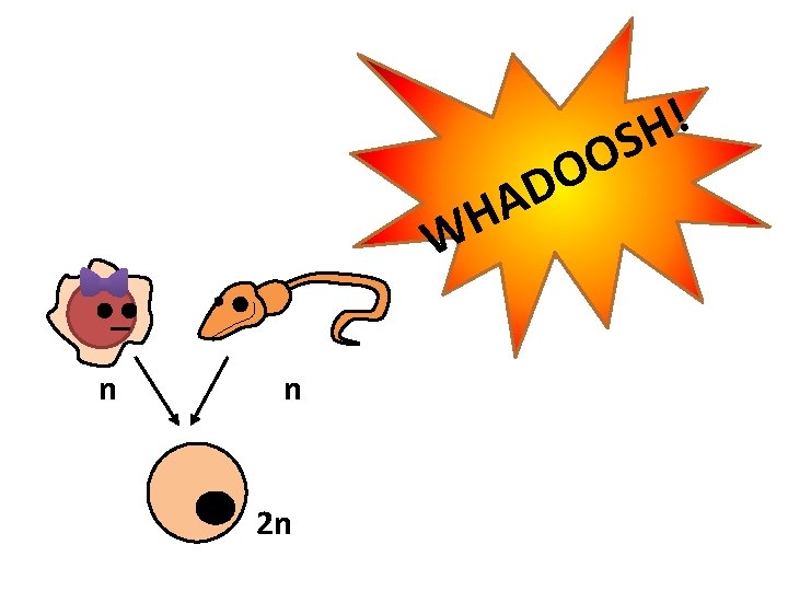 O O D ! SH A H W n n 2 n 