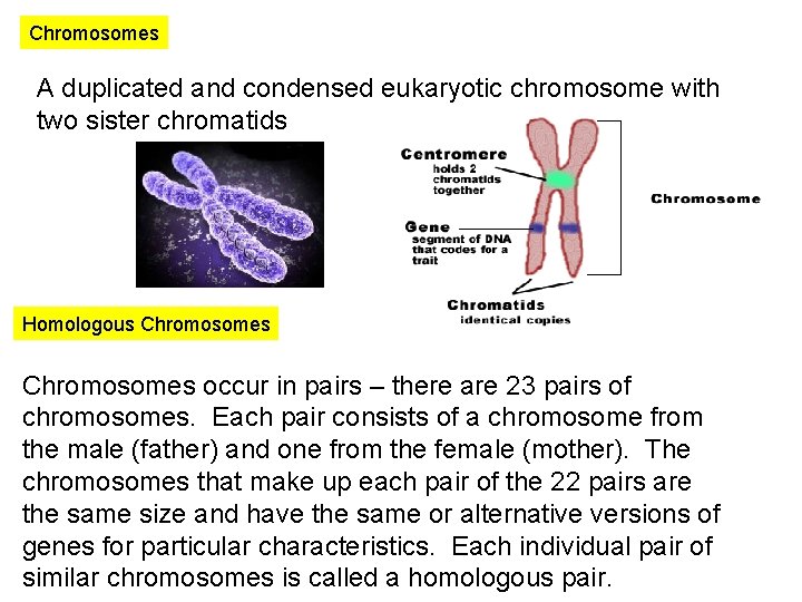 Chromosomes A duplicated and condensed eukaryotic chromosome with two sister chromatids Homologous Chromosomes occur