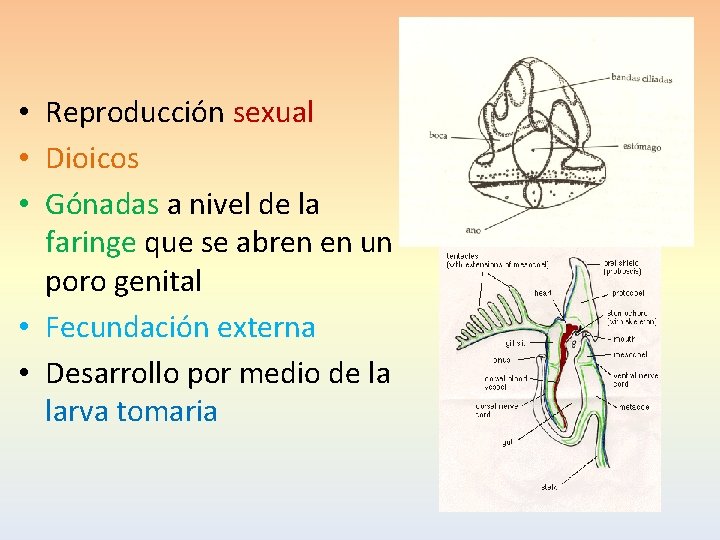  • Reproducción sexual • Dioicos • Gónadas a nivel de la faringe que