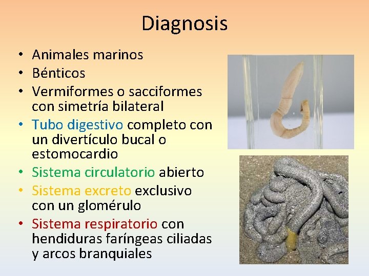 Diagnosis • Animales marinos • Bénticos • Vermiformes o sacciformes con simetría bilateral •