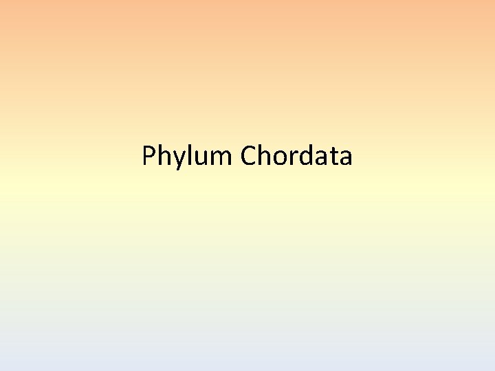Phylum Chordata 