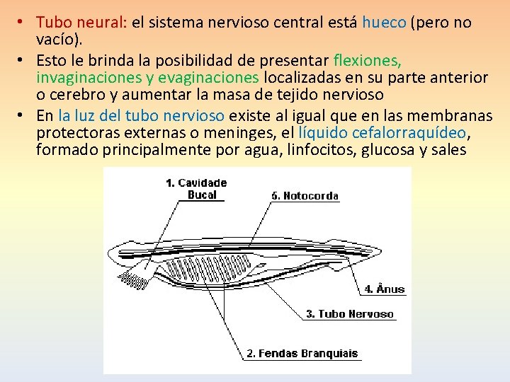  • Tubo neural: el sistema nervioso central está hueco (pero no vacío). •