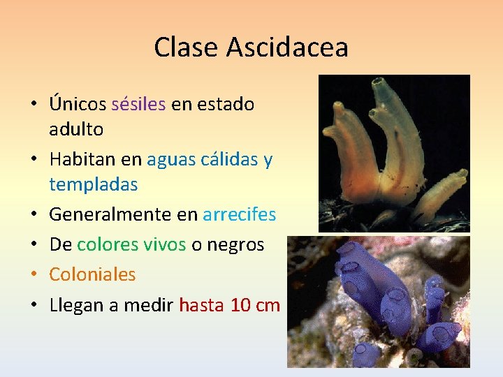 Clase Ascidacea • Únicos sésiles en estado adulto • Habitan en aguas cálidas y
