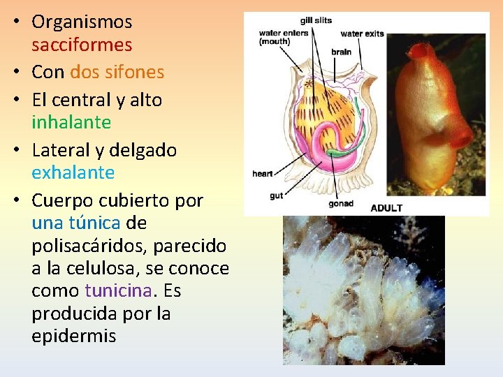  • Organismos sacciformes • Con dos sifones • El central y alto inhalante