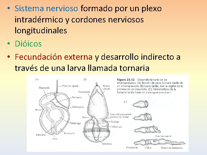  • Sistema nervioso formado por un plexo intradérmico y cordones nerviosos longitudinales •