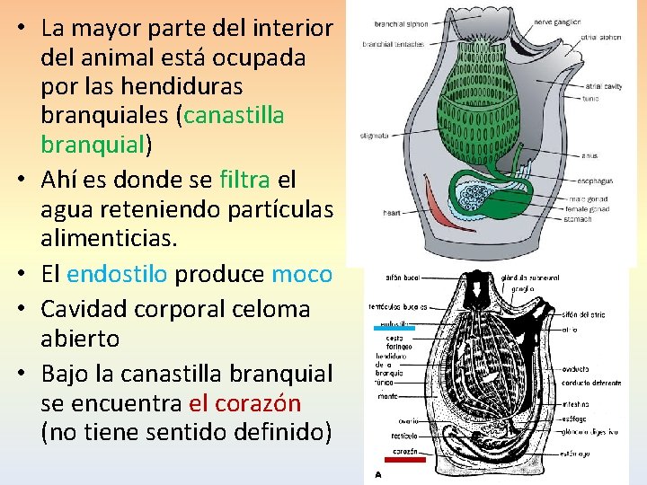  • La mayor parte del interior del animal está ocupada por las hendiduras
