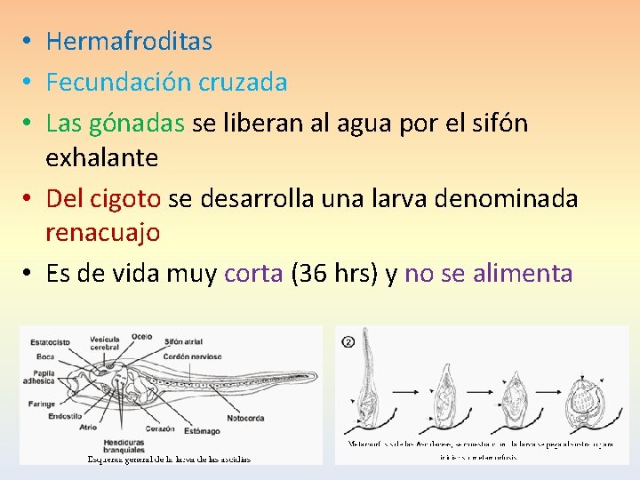  • Hermafroditas • Fecundación cruzada • Las gónadas se liberan al agua por