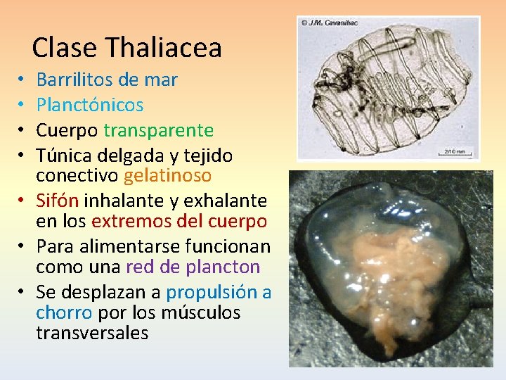 Clase Thaliacea Barrilitos de mar Planctónicos Cuerpo transparente Túnica delgada y tejido conectivo gelatinoso
