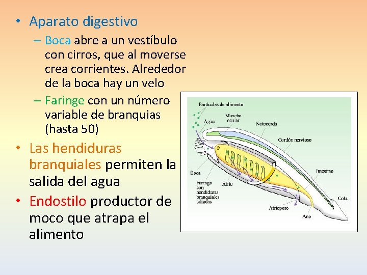  • Aparato digestivo – Boca abre a un vestíbulo con cirros, que al