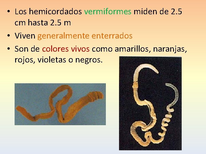  • Los hemicordados vermiformes miden de 2. 5 cm hasta 2. 5 m