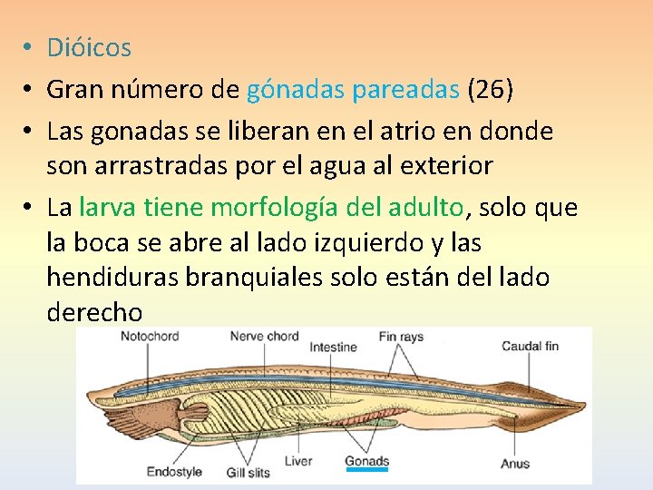  • Dióicos • Gran número de gónadas pareadas (26) • Las gonadas se