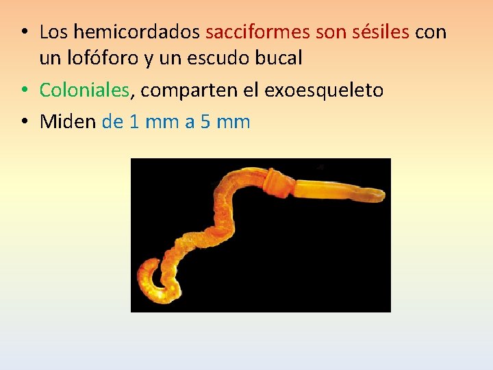  • Los hemicordados sacciformes son sésiles con un lofóforo y un escudo bucal