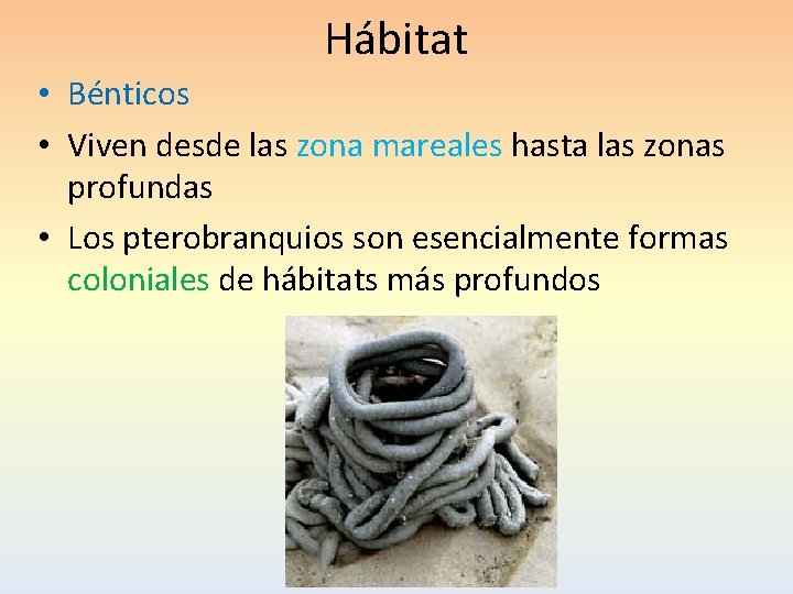 Hábitat • Bénticos • Viven desde las zona mareales hasta las zonas profundas •