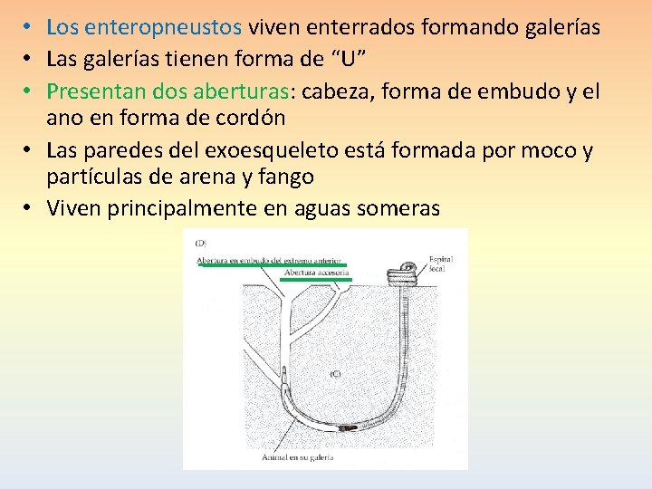  • Los enteropneustos viven enterrados formando galerías • Las galerías tienen forma de