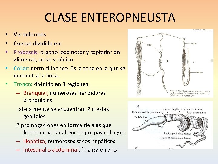 CLASE ENTEROPNEUSTA • Vermiformes • Cuerpo dividido en: • Proboscis: órgano locomotor y captador