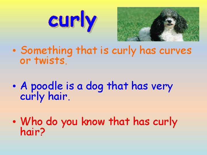 curly • Something that is curly has curves or twists. • A poodle is