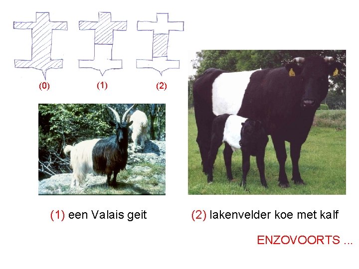 (0) (1) een Valais geit (2) lakenvelder koe met kalf ENZOVOORTS. . . 
