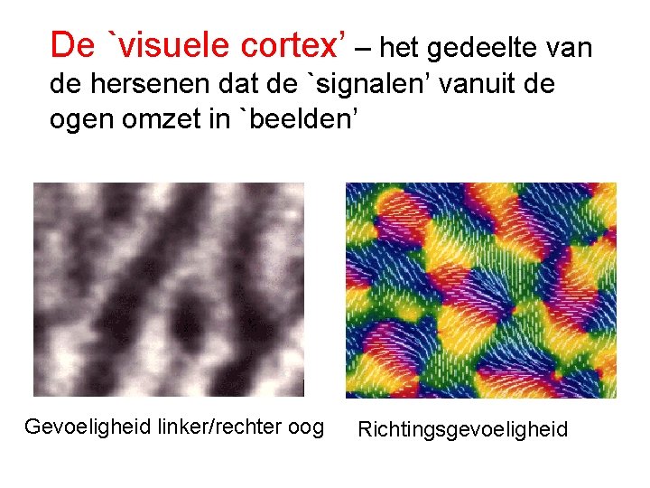 De `visuele cortex’ – het gedeelte van de hersenen dat de `signalen’ vanuit de