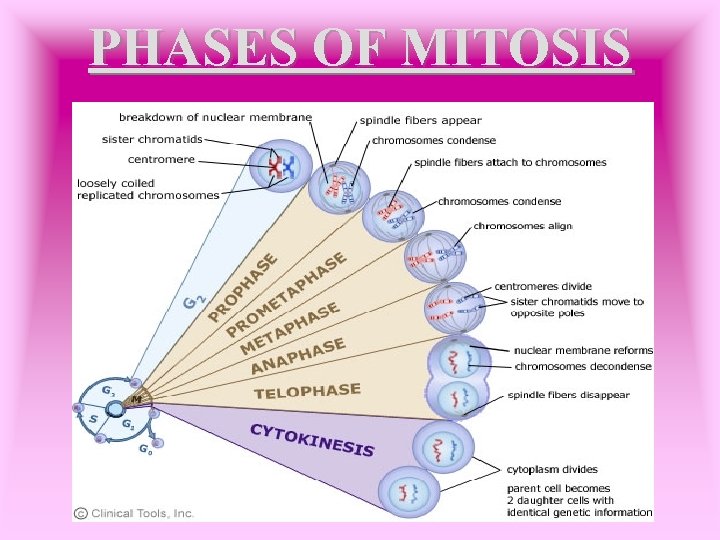 PHASES OF MITOSIS 