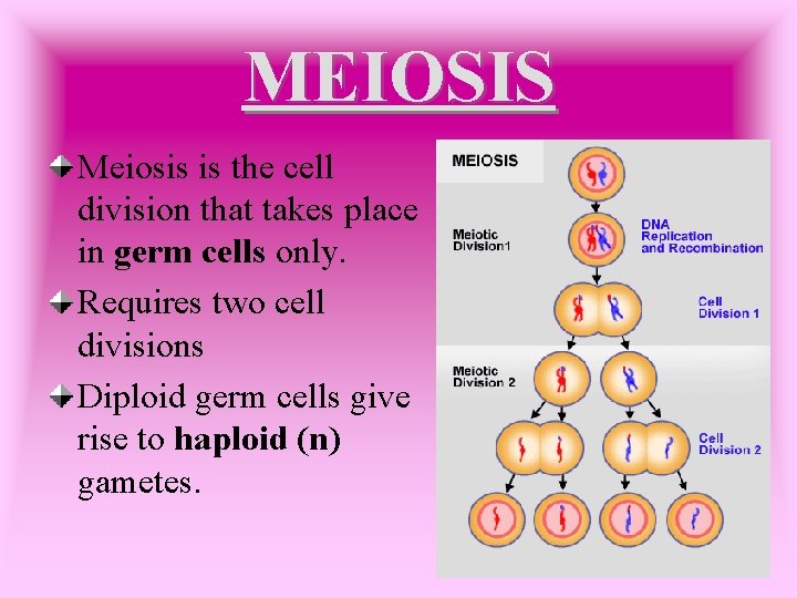 MEIOSIS Meiosis is the cell division that takes place in germ cells only. Requires