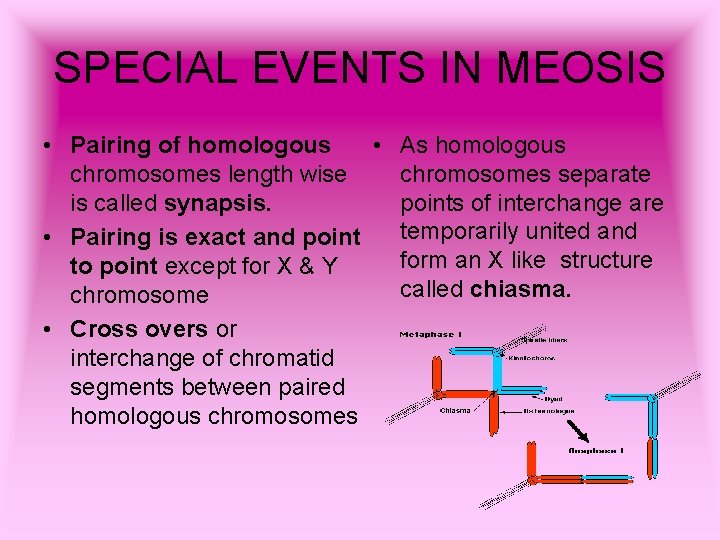 SPECIAL EVENTS IN MEOSIS • Pairing of homologous • As homologous chromosomes length wise
