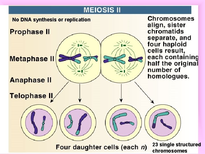 No DNA synthesis or replication 23 single structured chromosomes 