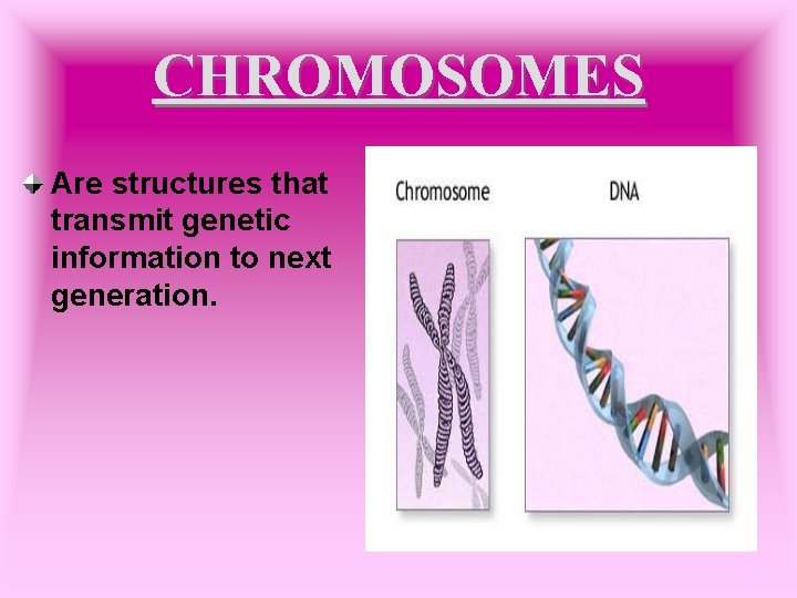 CHROMOSOMES Are structures that transmit genetic information to next generation. 