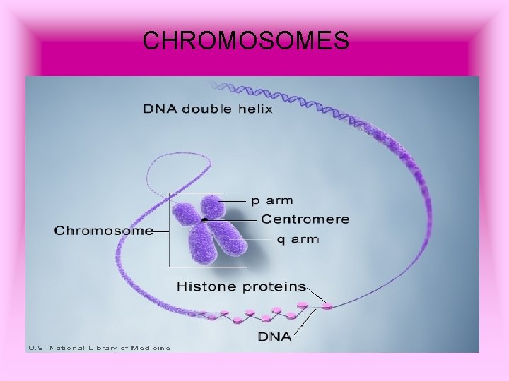 CHROMOSOMES 
