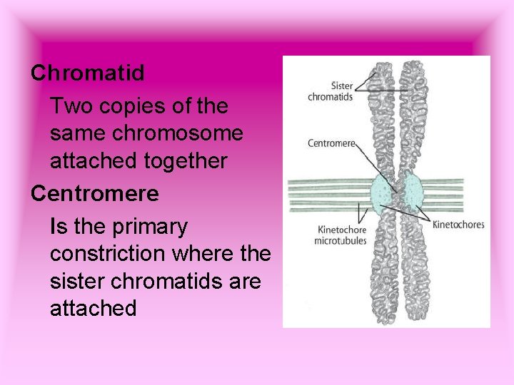 Chromatid Two copies of the same chromosome attached together Centromere Is the primary constriction