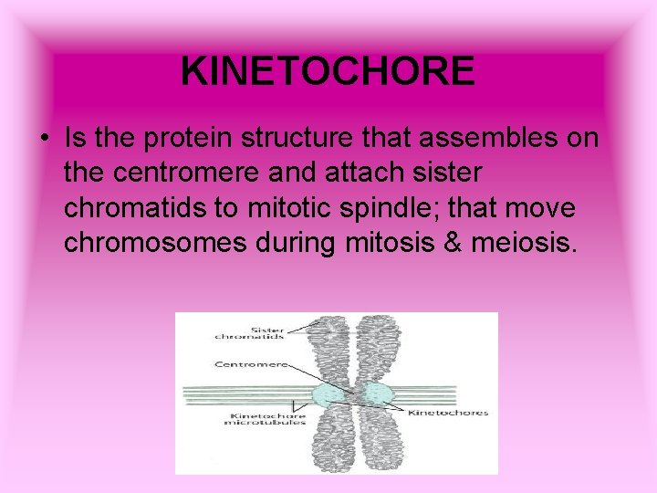 KINETOCHORE • Is the protein structure that assembles on the centromere and attach sister