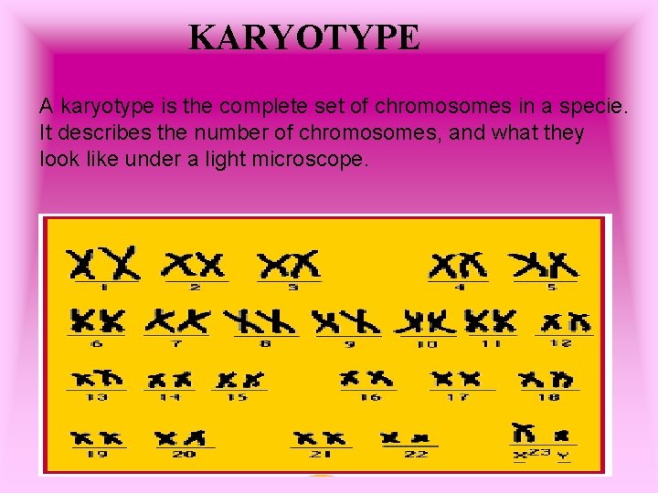 KARYOTYPE A karyotype is the complete set of chromosomes in a specie. It describes