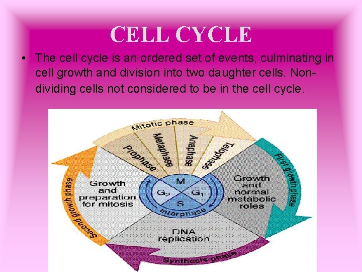 CELL CYCLE • The cell cycle is an ordered set of events, culminating in