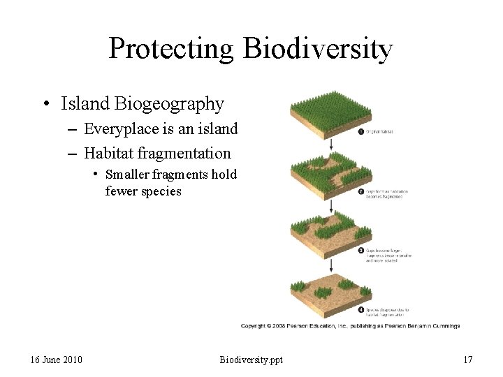 Protecting Biodiversity • Island Biogeography – Everyplace is an island – Habitat fragmentation •