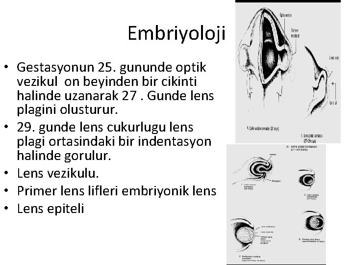 Embriyoloji • Gestasyonun 25. gununde optik vezikul on beyinden bir cikinti halinde uzanarak 27.