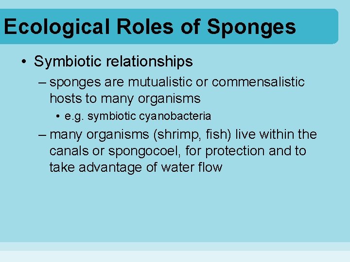 Ecological Roles of Sponges • Symbiotic relationships – sponges are mutualistic or commensalistic hosts