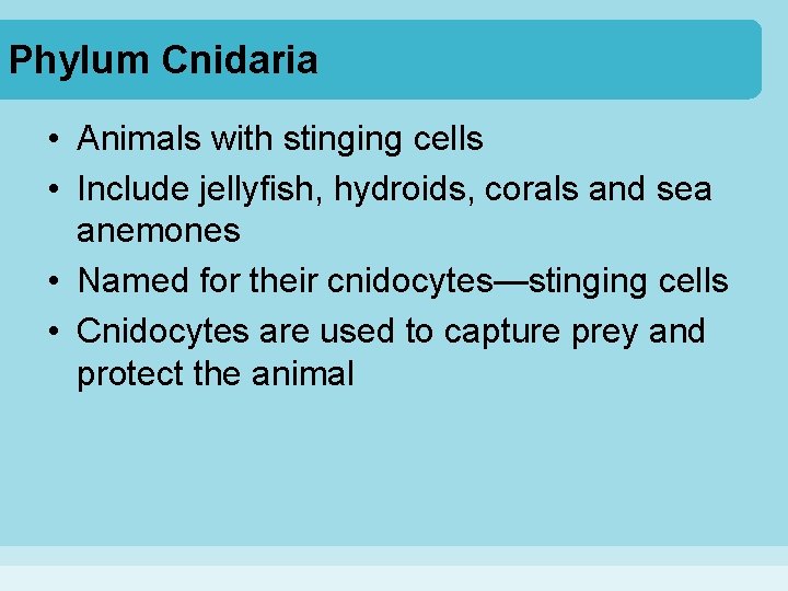 Phylum Cnidaria • Animals with stinging cells • Include jellyfish, hydroids, corals and sea Phylum Cnidaria • Animals with stinging cells • Include jellyfish, hydroids, corals and sea