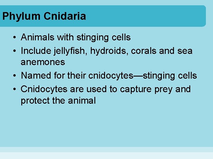 Phylum Cnidaria • Animals with stinging cells • Include jellyfish, hydroids, corals and sea