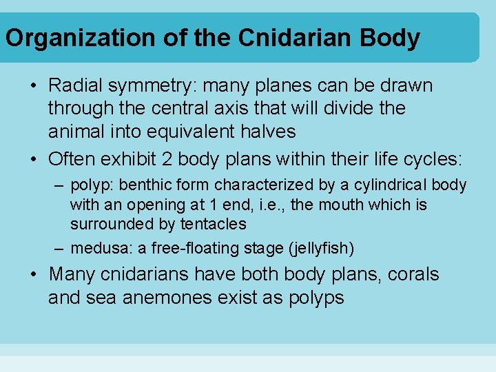 Organization of the Cnidarian Body • Radial symmetry: many planes can be drawn through Organization of the Cnidarian Body • Radial symmetry: many planes can be drawn through