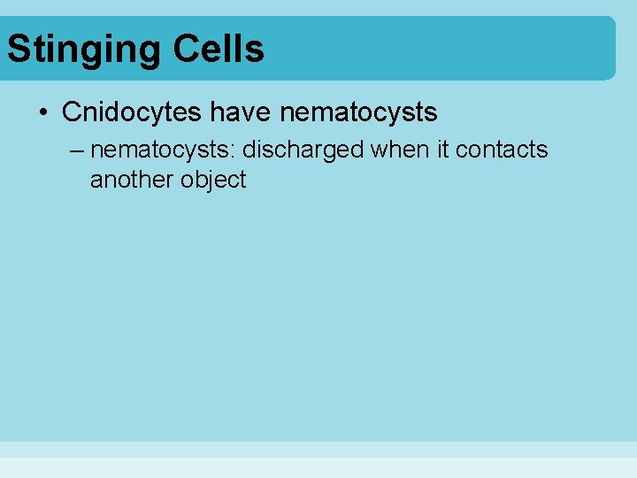 Stinging Cells • Cnidocytes have nematocysts – nematocysts: discharged when it contacts another object Stinging Cells • Cnidocytes have nematocysts – nematocysts: discharged when it contacts another object