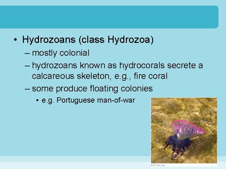 • Hydrozoans (class Hydrozoa) – mostly colonial – hydrozoans known as hydrocorals secrete • Hydrozoans (class Hydrozoa) – mostly colonial – hydrozoans known as hydrocorals secrete