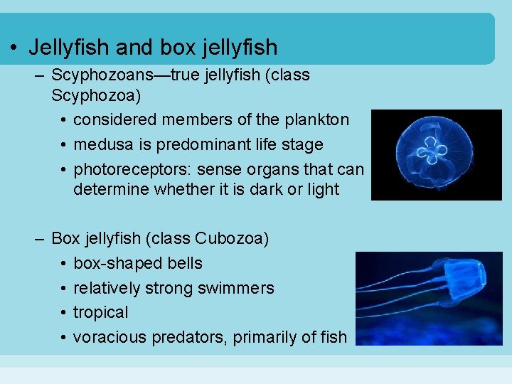  • Jellyfish and box jellyfish – Scyphozoans—true jellyfish (class Scyphozoa) • considered members