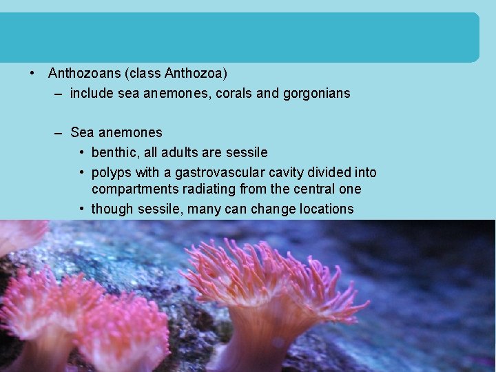  • Anthozoans (class Anthozoa) – include sea anemones, corals and gorgonians – Sea