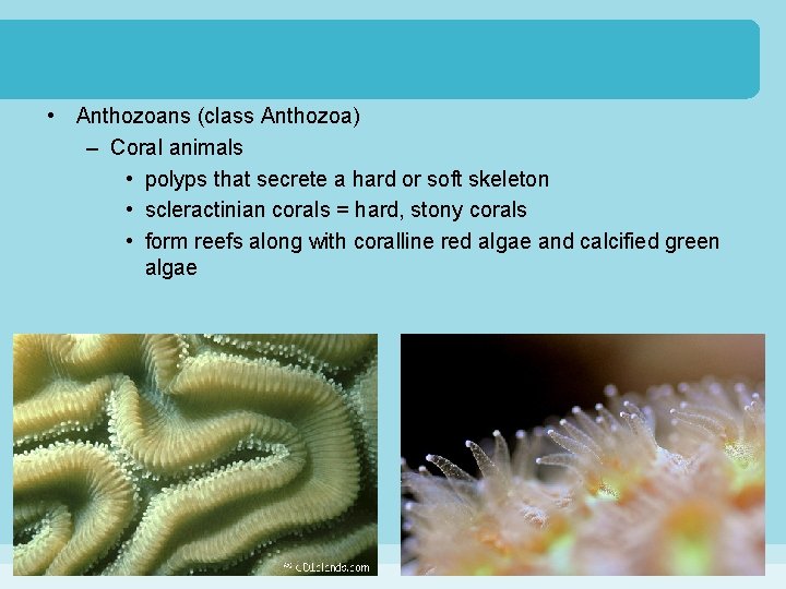  • Anthozoans (class Anthozoa) – Coral animals • polyps that secrete a hard