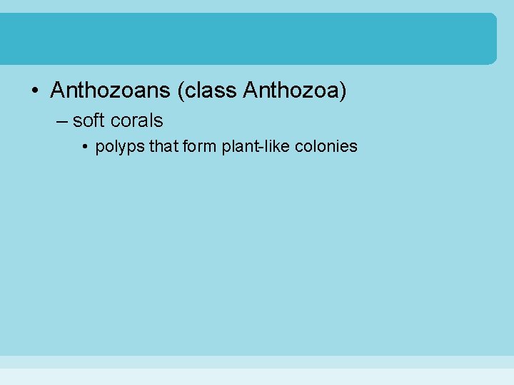 • Anthozoans (class Anthozoa) – soft corals • polyps that form plant-like colonies • Anthozoans (class Anthozoa) – soft corals • polyps that form plant-like colonies